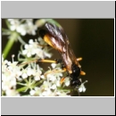 Cosmoconus sp - Schlupfwespe m01e 11mm - Sandgrube Niedringhaussee det06.jpg